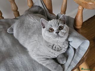 British Shorthair cats Beautiful British Shorthair kittens NEUTERED - Advert 9