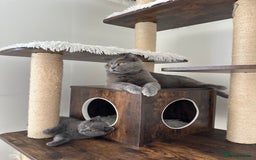 British Shorthair cats for sale: British short hair boy - Image 17
