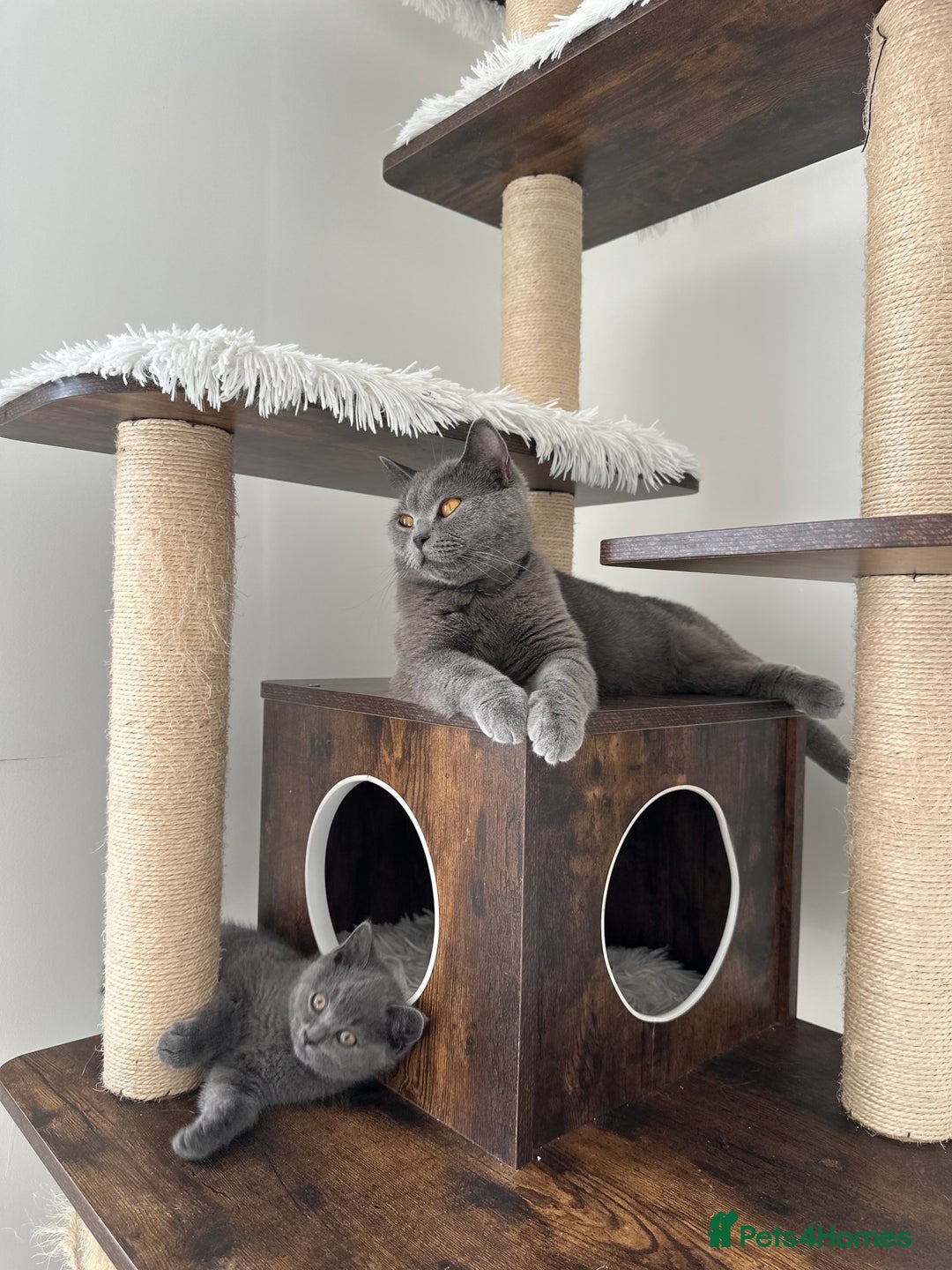 British Shorthair cats for sale: British short hair boy - Image 17