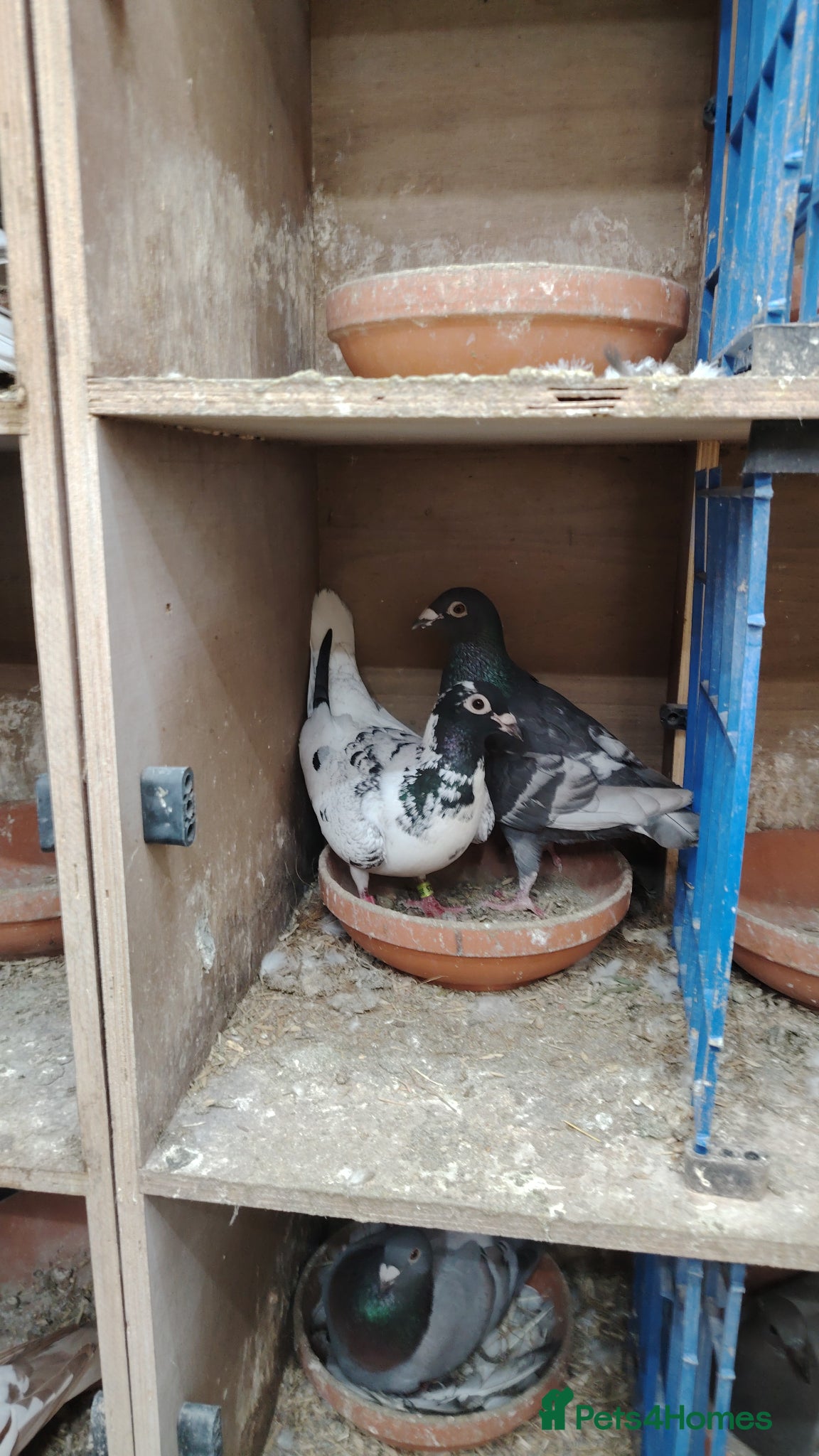 Pigeons birds Racing pigeon for sale  - Advert 10