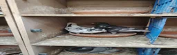 Pigeons birds for sale: Racing pigeon for sale  - Advert 1
