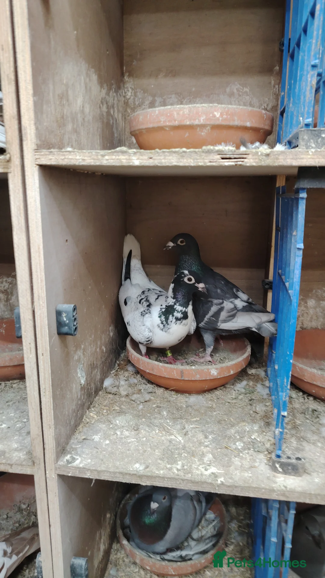 Pigeons birds for sale: Racing pigeon for sale  - Advert 1