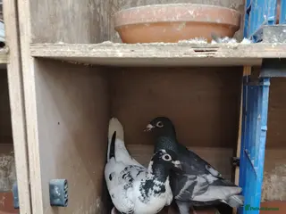 Pigeons birds Racing pigeon for sale - Advert 3