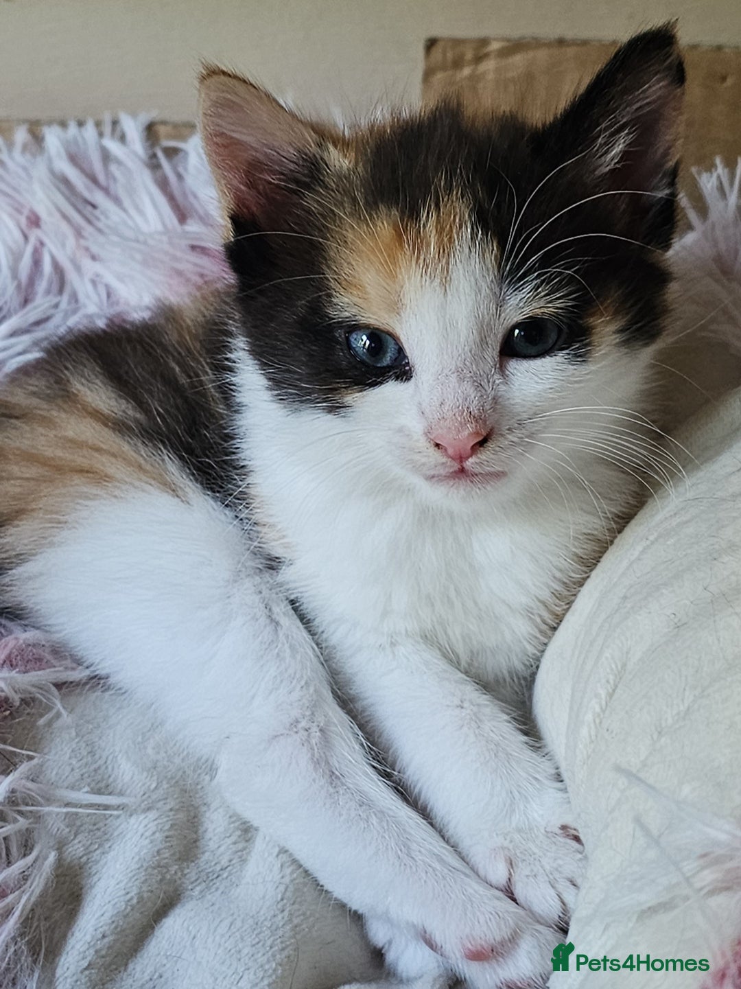 Mixed Breed cats for sale: Kittens  - Image 3