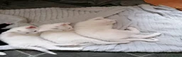 Turkish Angora cats for sale: White fluffy, turkish angora kittens  - Advert 5