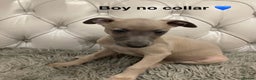 Mixed Breed dogs for sale: Italian greyhound  - Advert 6