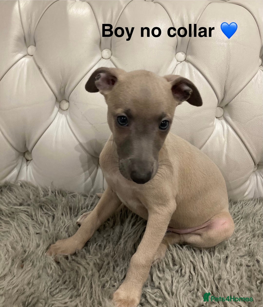 Mixed Breed dogs for sale: Italian greyhound  - Advert 6