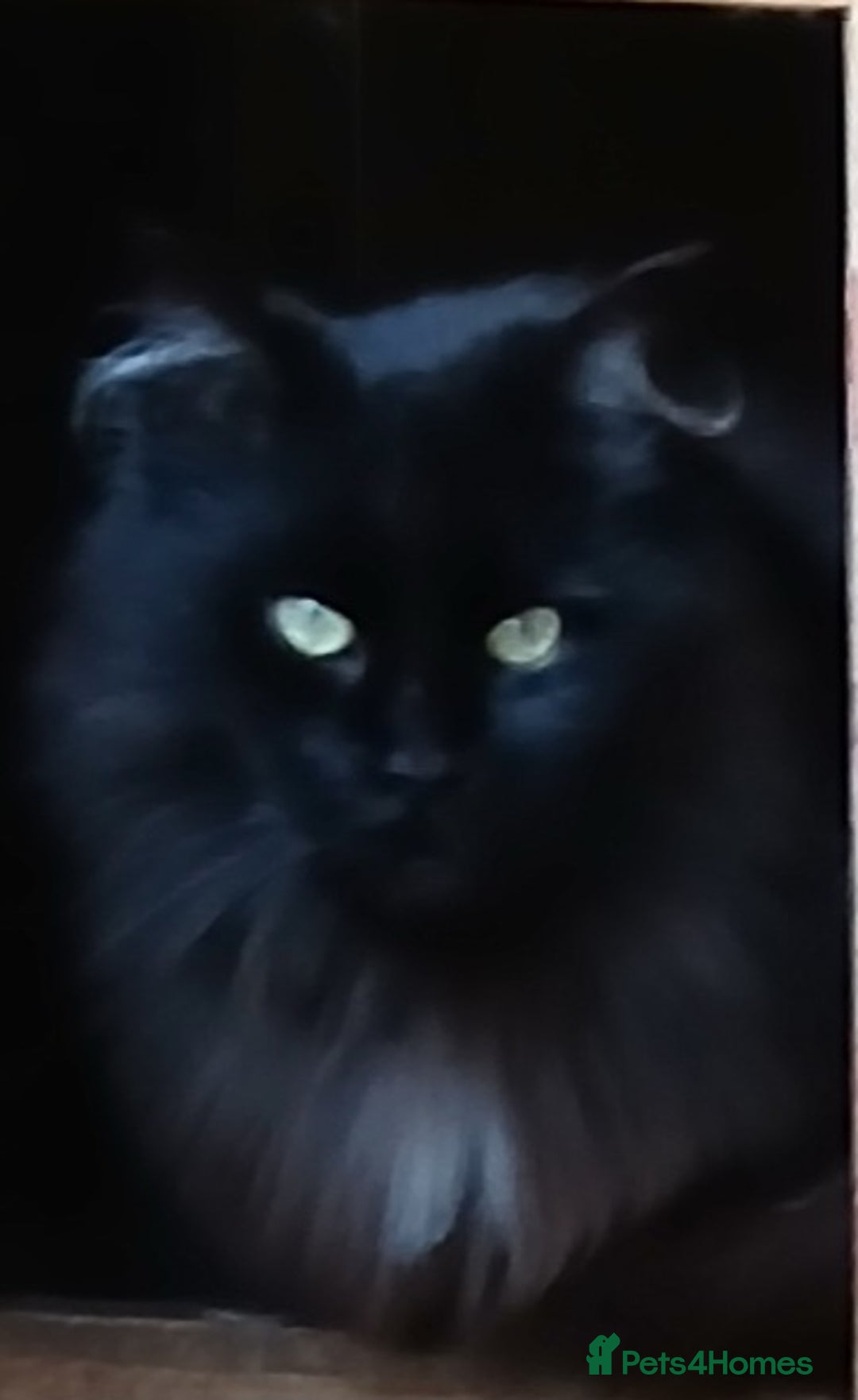 Maine Coon cats for sale: Beautiful proven TICA queen for sale - Advert 2