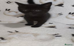Mixed Breed cats for sale: Beautiful Tabbies and Black kittens - Image 4