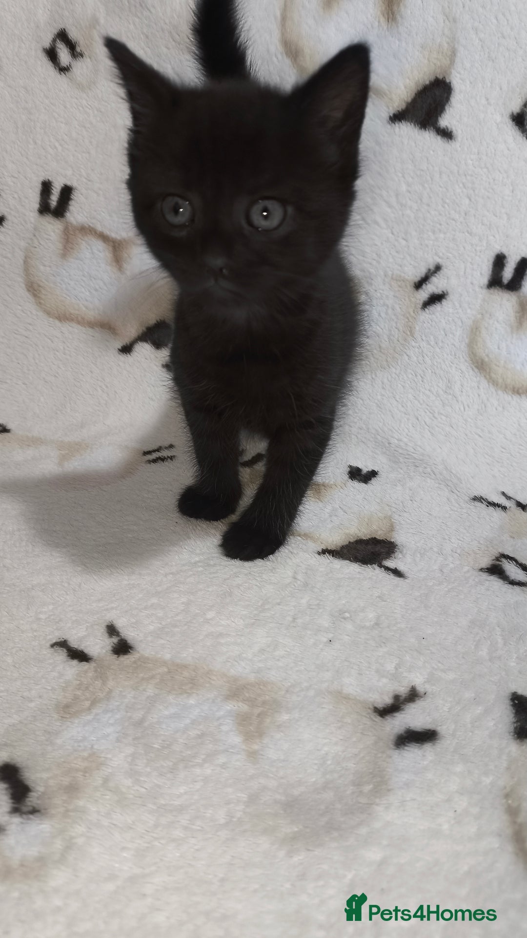 Mixed Breed cats for sale: Beautiful Tabbies and Black kittens - Image 4