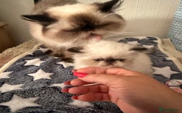 Persian cats for sale: Himalayan Persian Kittens - Image 10