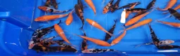 Koi Carp fish for sale: 4 to 5 inch Koi Carp mix pond fish in Chorley - Advert 5