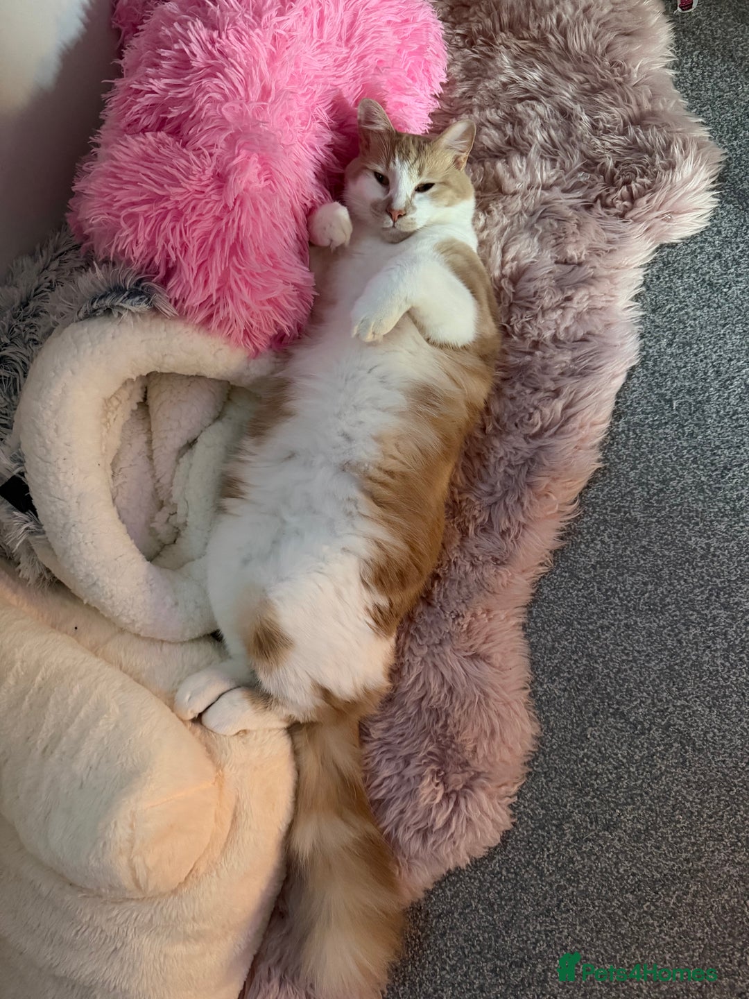 Mixed Breed cats for sale: Beautiful and affectionate 1 year old male - Advert 7