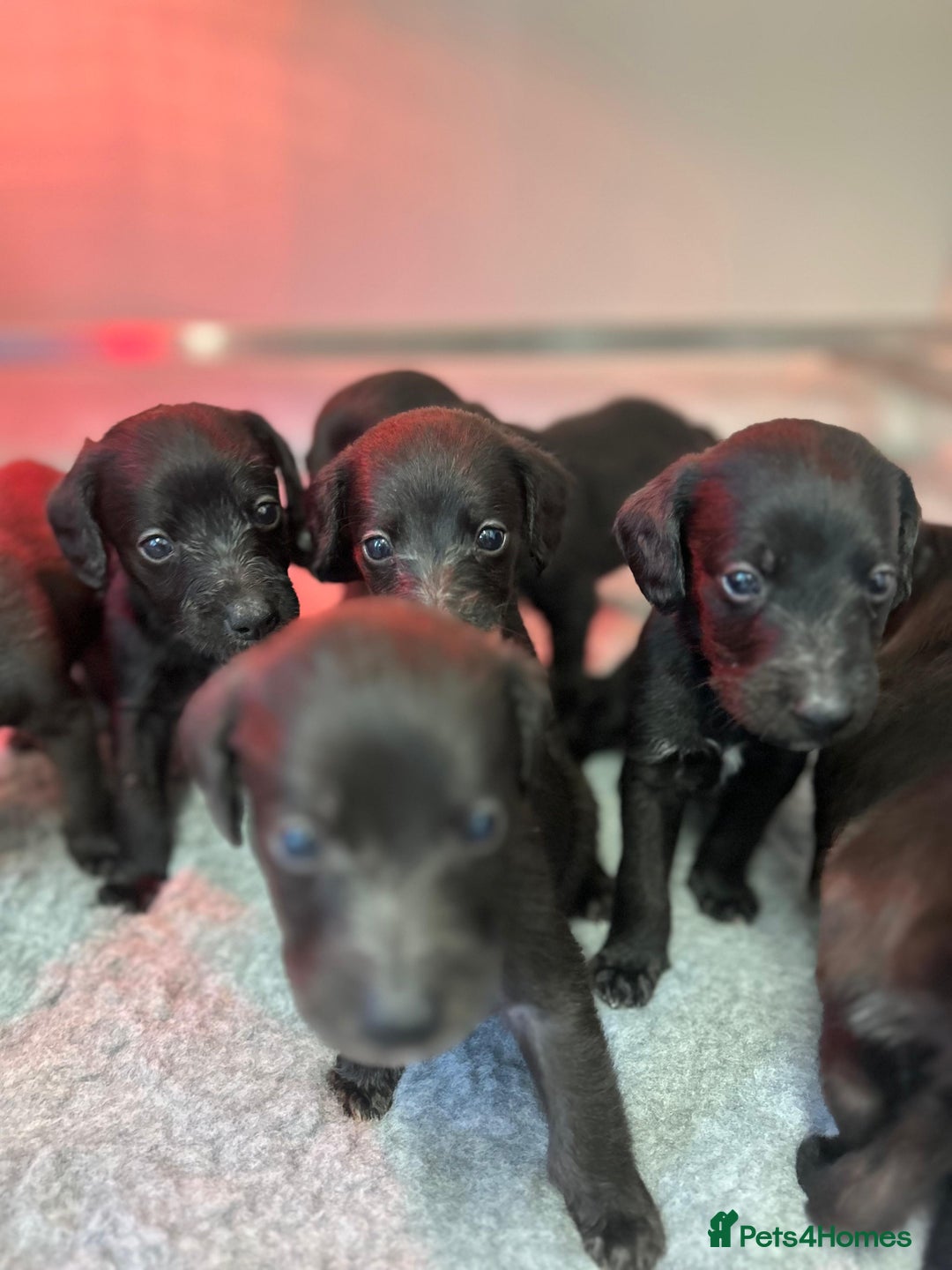 Mixed Breed dogs for sale: GENUINE BEDDY WHIPPETS 2 BOYS LEFT - Advert 8