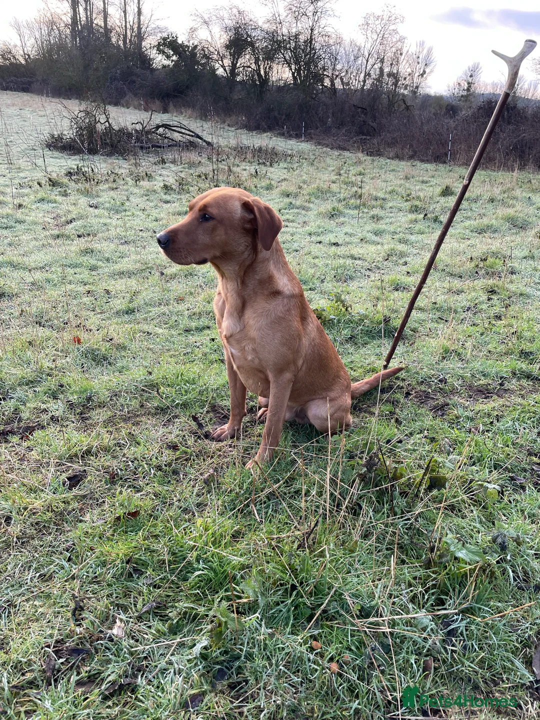 Labrador Retriever dogs for stud: Stunning fox red Labrador dog for stud in Tewkesbury - Advert 5