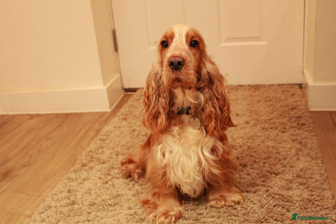 Cocker Spaniel dogs for sale: Exceptional Health Tested Show Cocker Spaniel - Advert 9