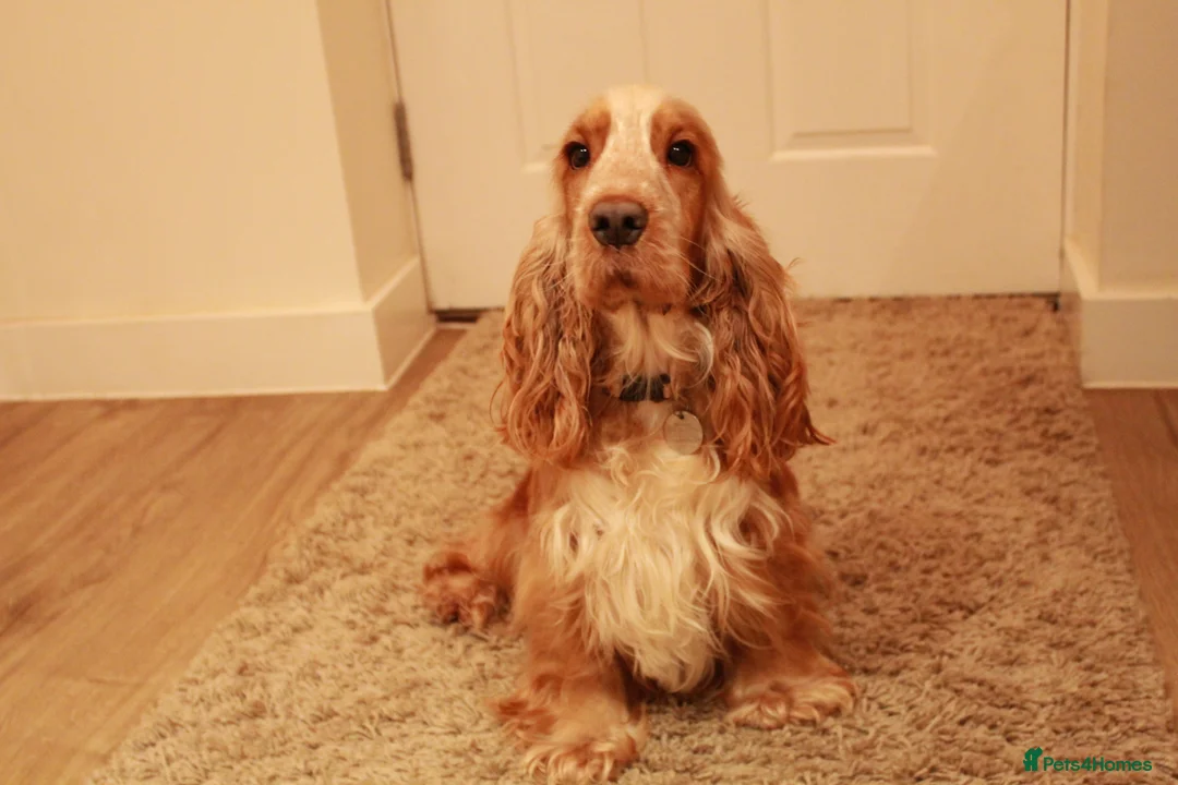 Cocker Spaniel dogs for sale: Exceptional Health Tested Show Cocker Spaniel - Advert 27