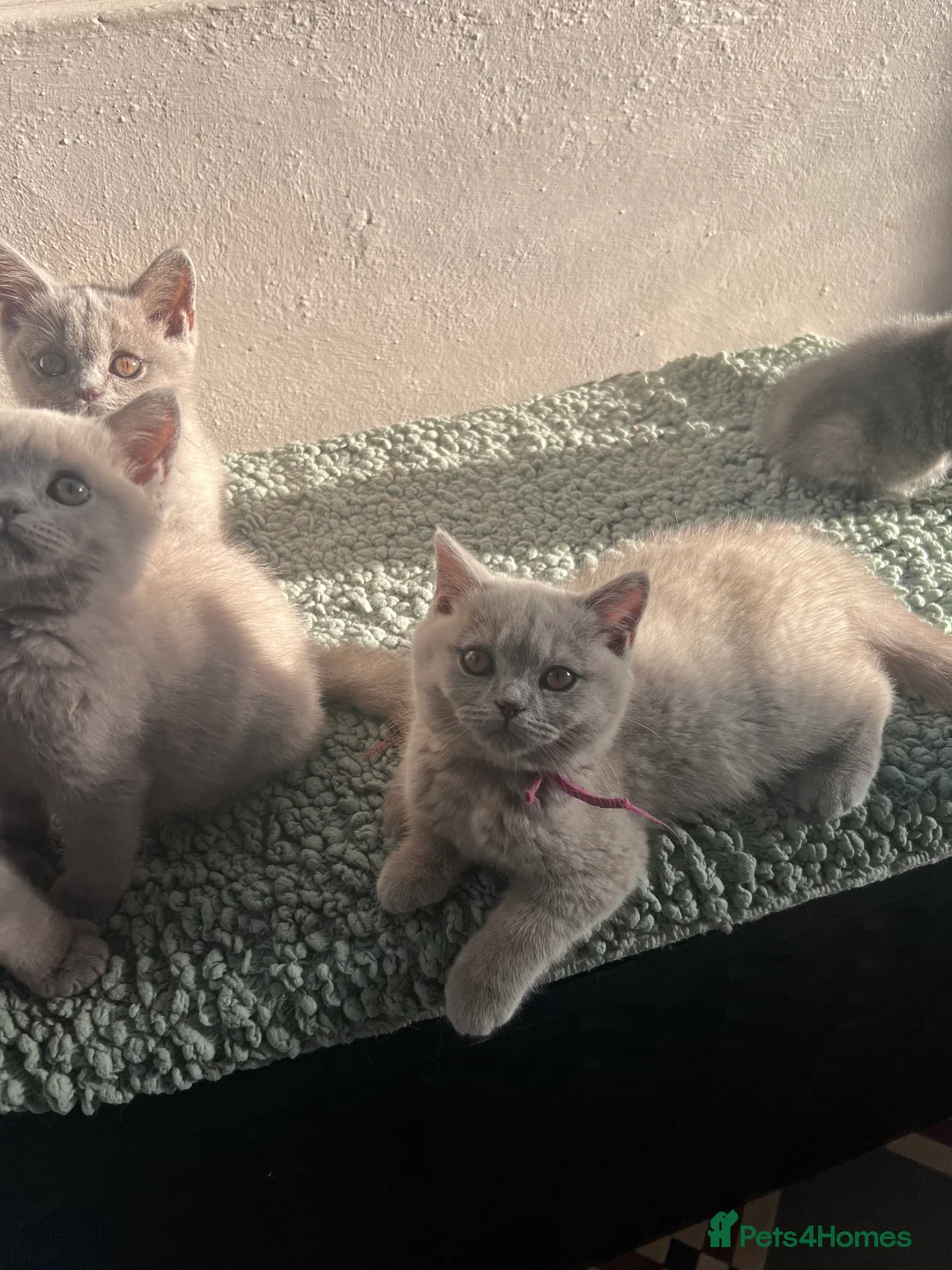 British Shorthair cats for sale: GCCF Registered BSH kittens - READY SOON!!  - Advert 7