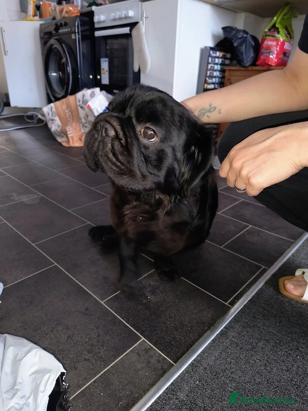 French Bulldog dogs for sale: 16 month old Fluffy Frenchie for rehoming - Advert 3
