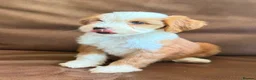 Tibetan Terrier dogs for sale: Beautiful Kc Registered Tibetan Terrier Puppies - Advert 23