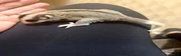 Sugar Glider rodents for sale:  Mosaic Male sugar glider  in Wolverhampton - Advert 2