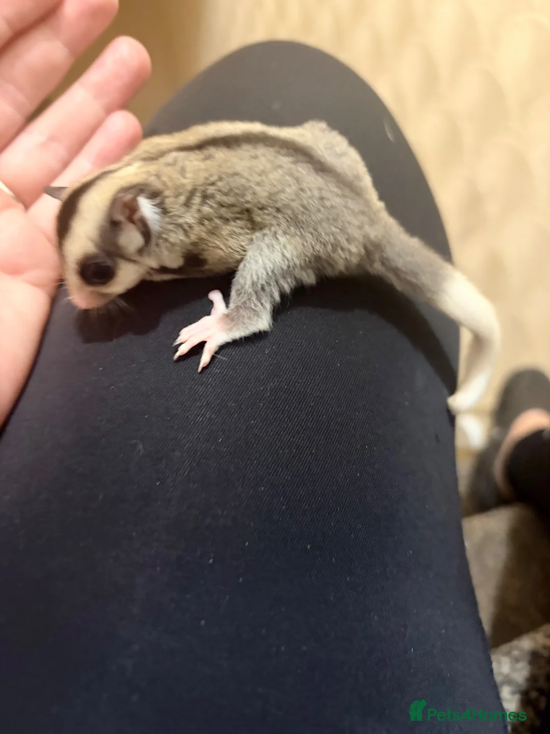 Sugar Glider rodents for sale:  Mosaic Male sugar glider  in Wolverhampton - Advert 2