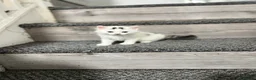 Mixed Breed cats for sale: 3 gorgeous kittens - Advert 11