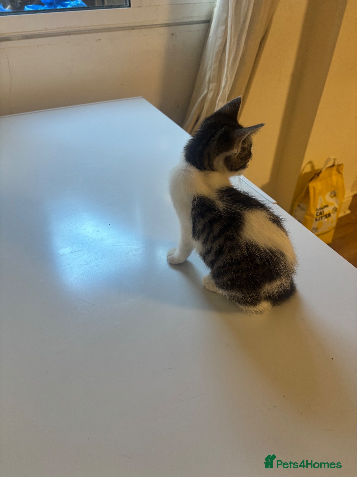 Mixed Breed cats 9 Adorable Mixed-Breed Kittens for Sale – £90  - Advert 2