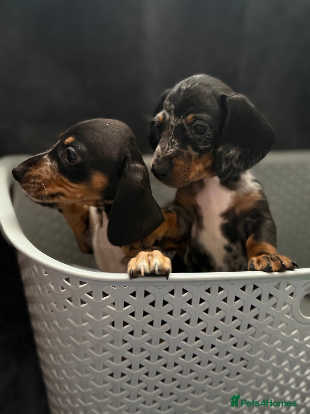 Dachshund dogs for sale: Miniature dachshund  - Image 11