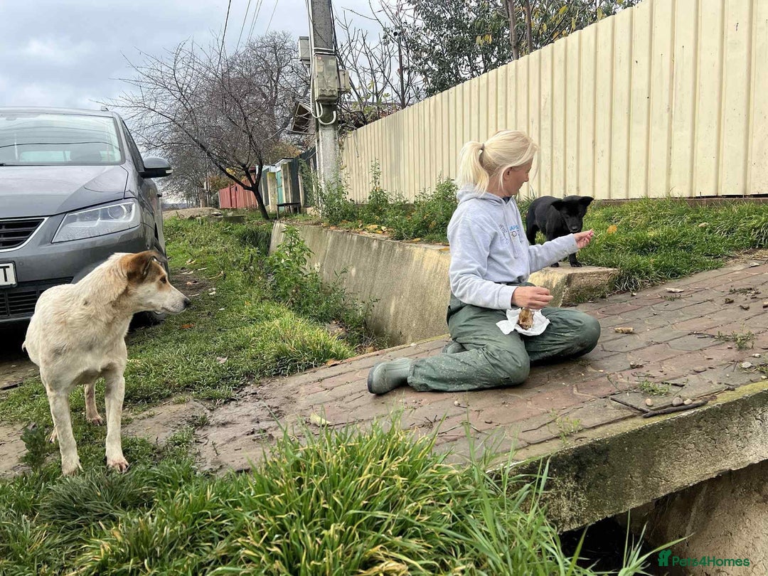 Mixed Breed dogs for adoption: Melody - Norwich Norfolk  - Advert 8
