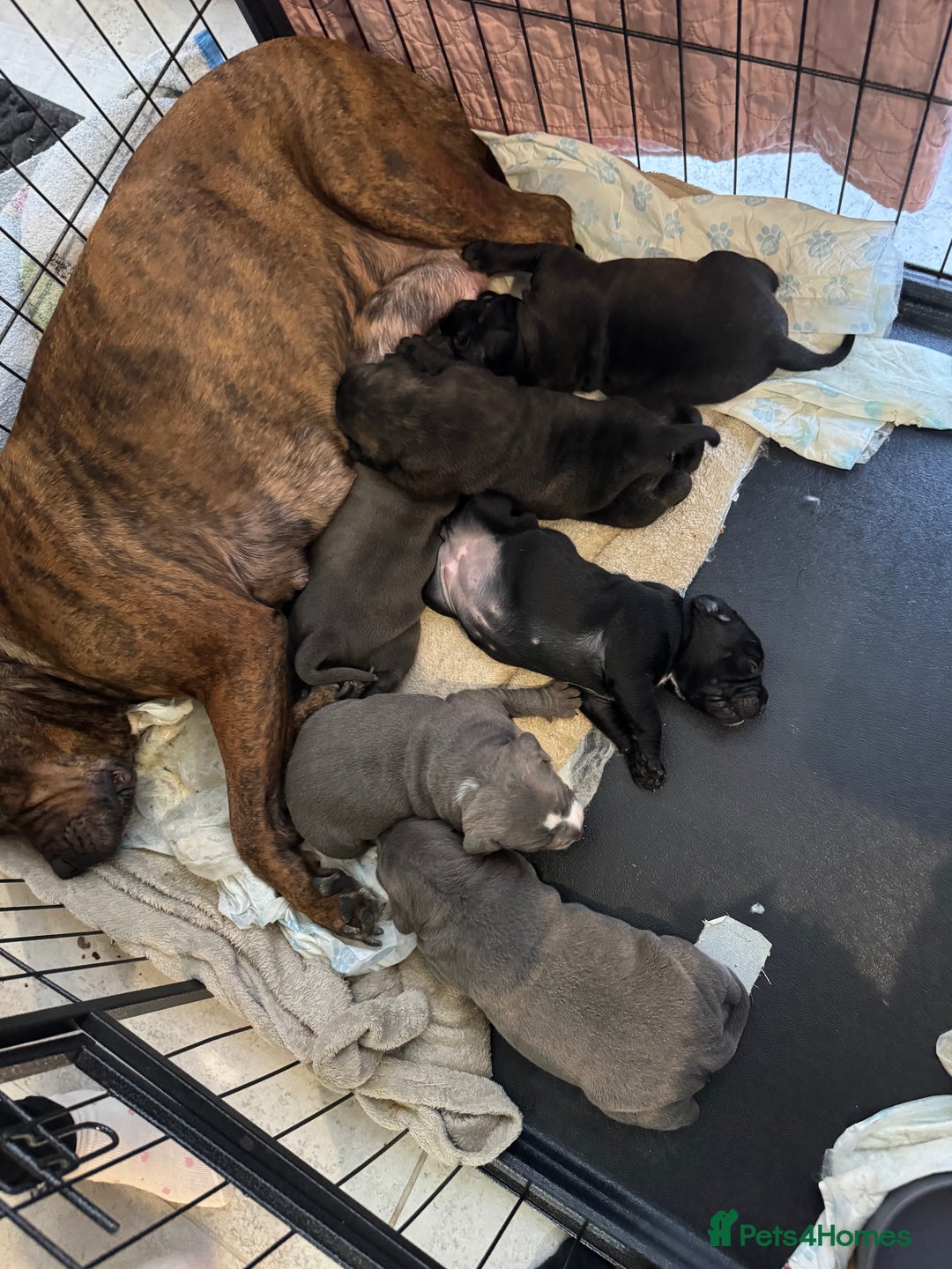 Staffordshire Bull Terrier dogs for sale: 4 Staffordshire bull terrier puppies  - Advert 2