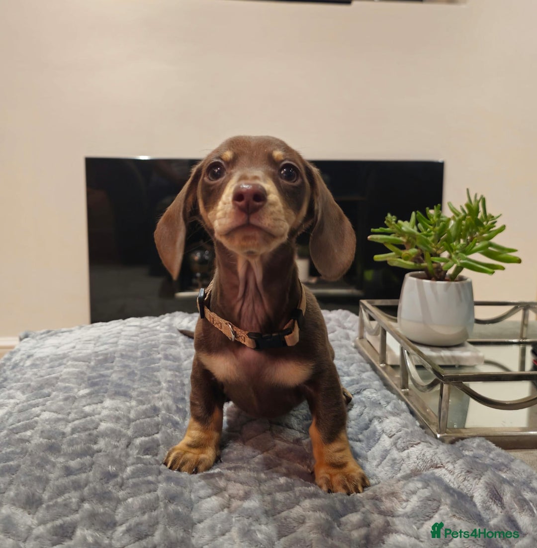Miniature Dachshund dogs for sale: Chocolate & Tan KC Miniature Dachshund Puppies - Advert 31