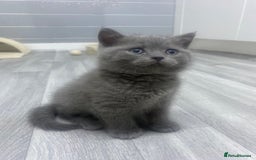British Shorthair cats for sale: Stunning fluffy British short haired kittens  - Image 10