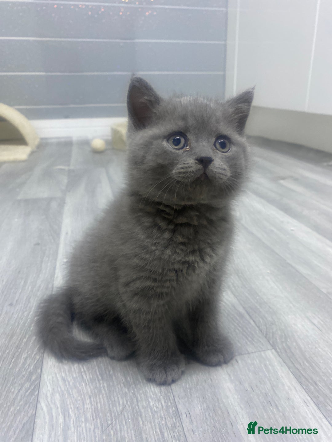 British Shorthair cats for sale: Stunning fluffy British short haired kittens  - Image 10