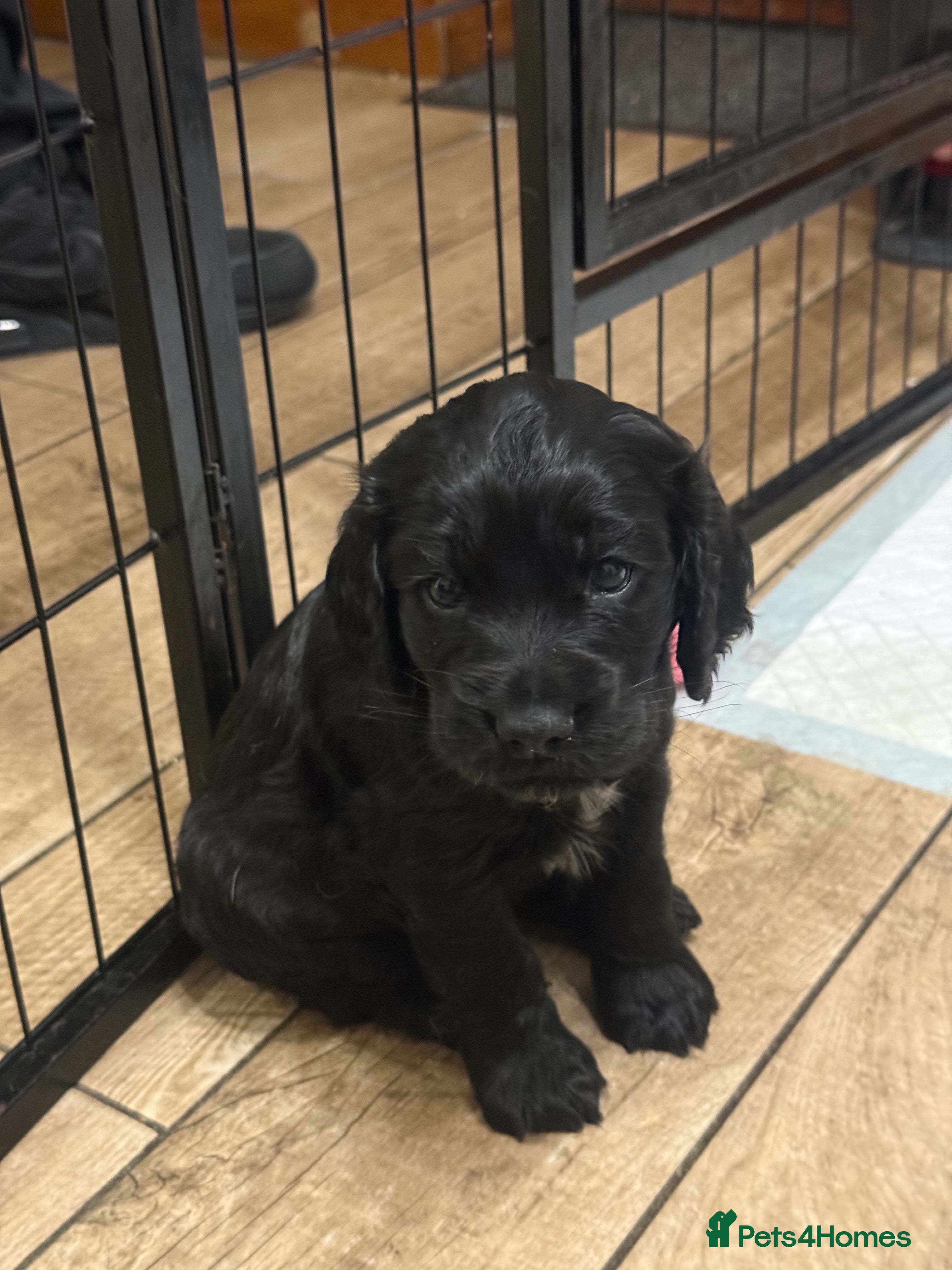Cocker Spaniel dogs Working Cocker Spaniels - 2 Males Still Available  - Advert 4
