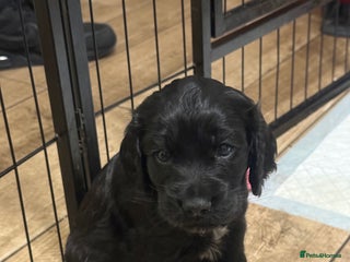 Cocker Spaniel dogs Working Cocker Spaniels - 3 Males Available - Advert 4