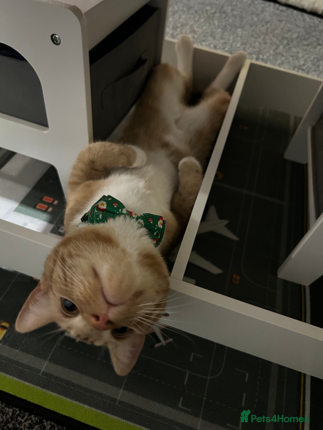 Mixed Breed cats for sale: 8month old male kitten - Advert 2