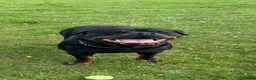 Rottweiler dogs for sale: Stunning Rottweiler Puppies  - Advert 2