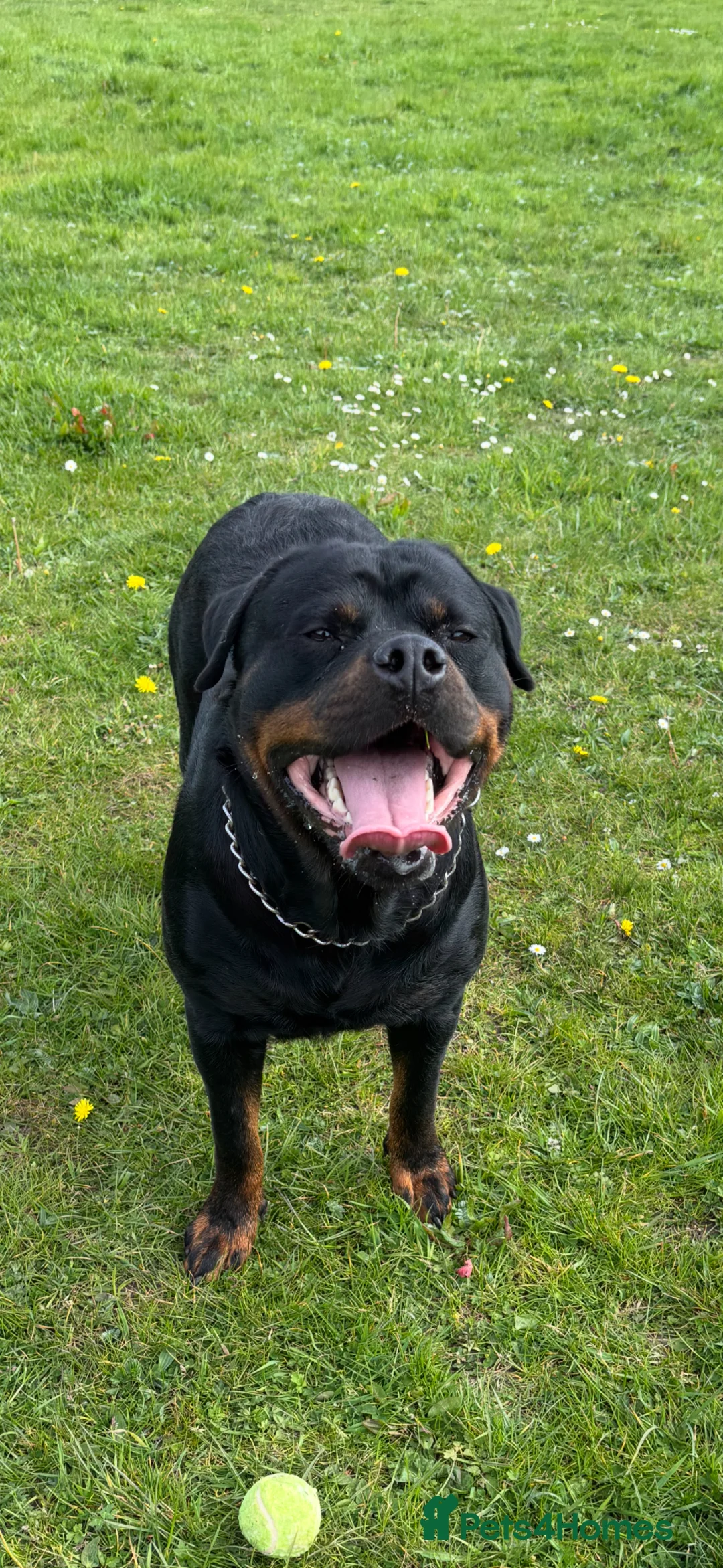 Rottweiler dogs for sale: Stunning Rottweiler Puppies  - Advert 2
