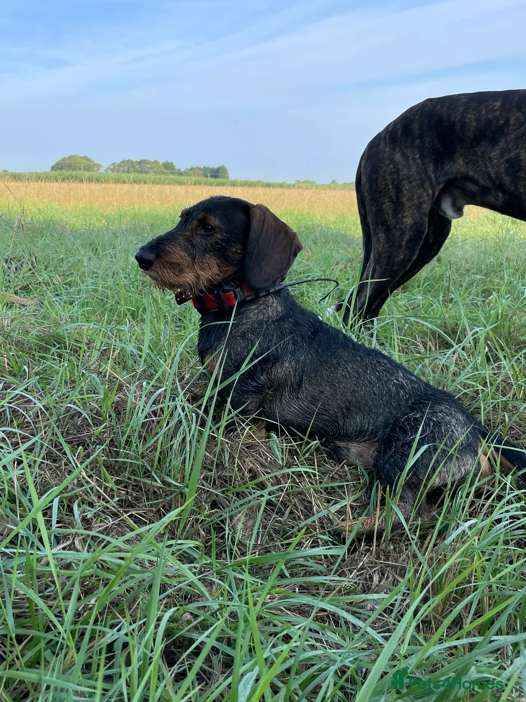 Dachshund dogs for stud: Proven kC Wire haired dachshund teckel stud in Doncaster - Advert 6