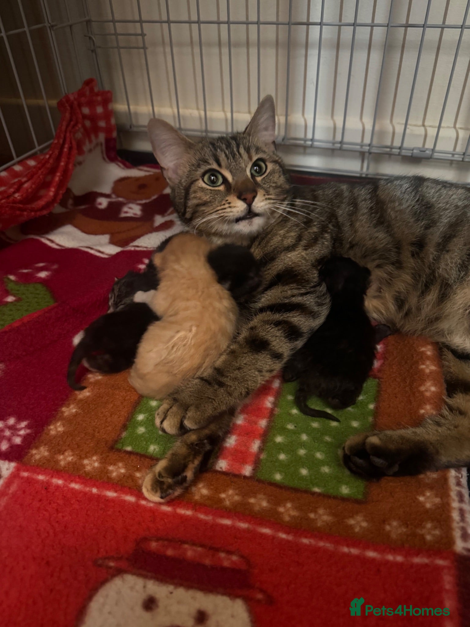 Mixed Breed cats 3 fur babies  - Advert 8