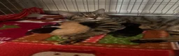 Mixed Breed cats for sale: 3 fur babies  in Tranent - Advert 1