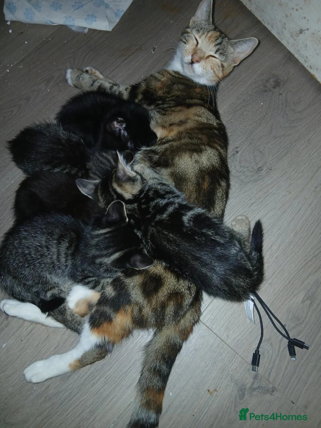Mixed Breed cats for sale: 3 beautiful kittens male for sale - Advert 1