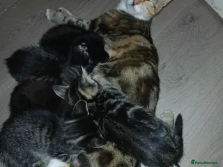 Mixed Breed cats 3 beautiful kittens male for sale - Advert 2