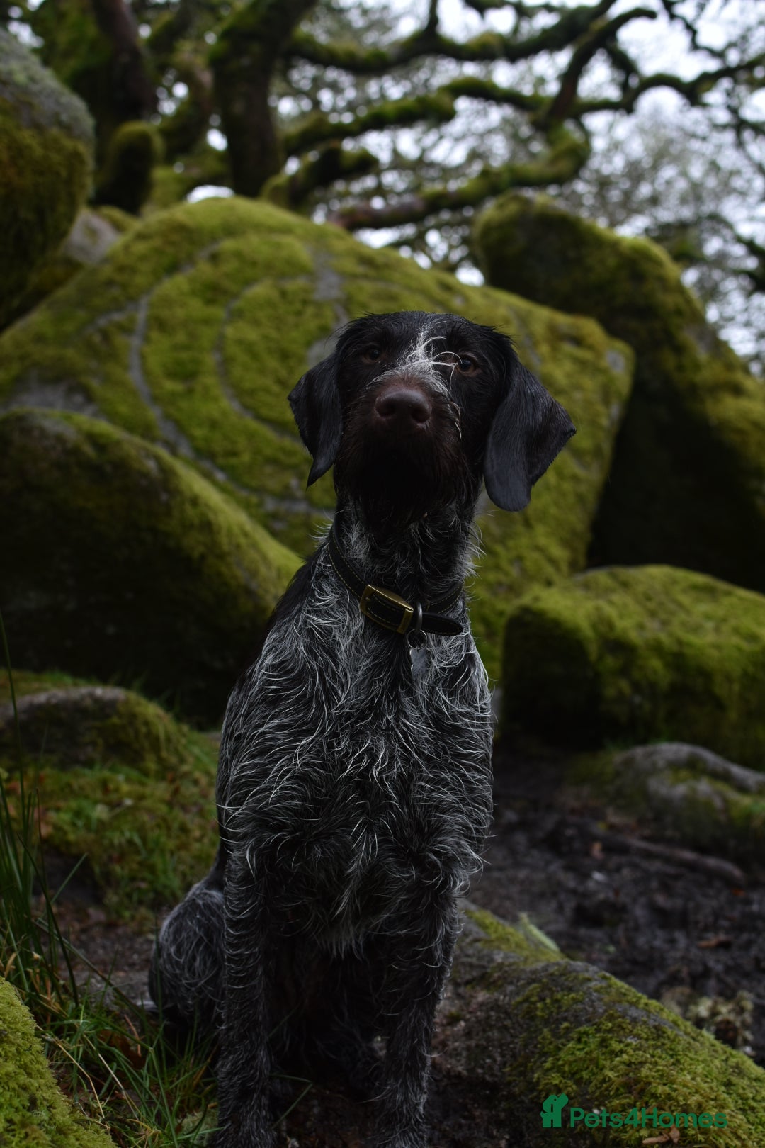 German Wirehaired Pointer dogs for sale: PUPS DUE 25th September  - Image 10