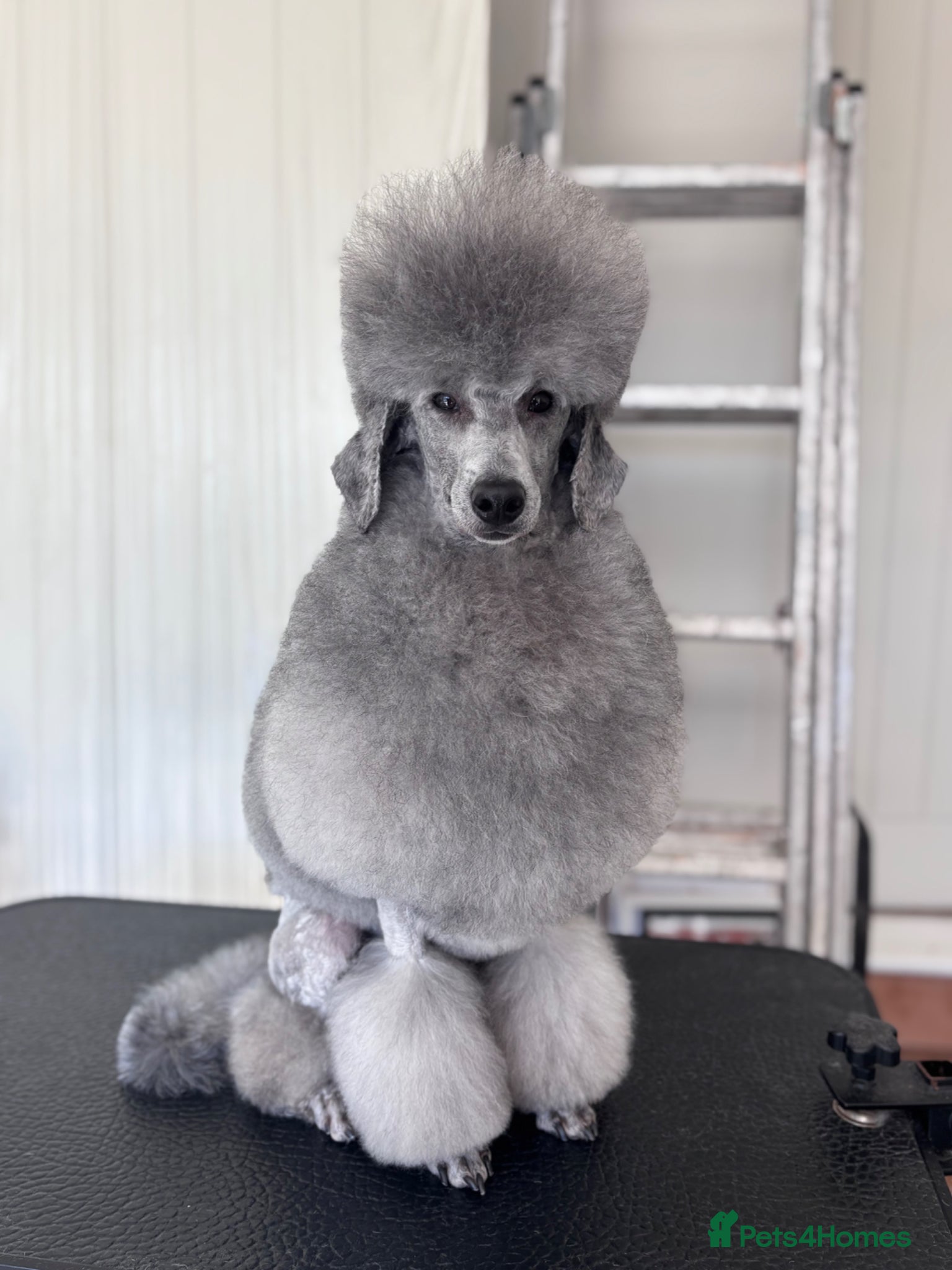 Miniature Poodle dogs 🧬KC miniature silver poodle STUD ONLY 🧬 - Advert 4