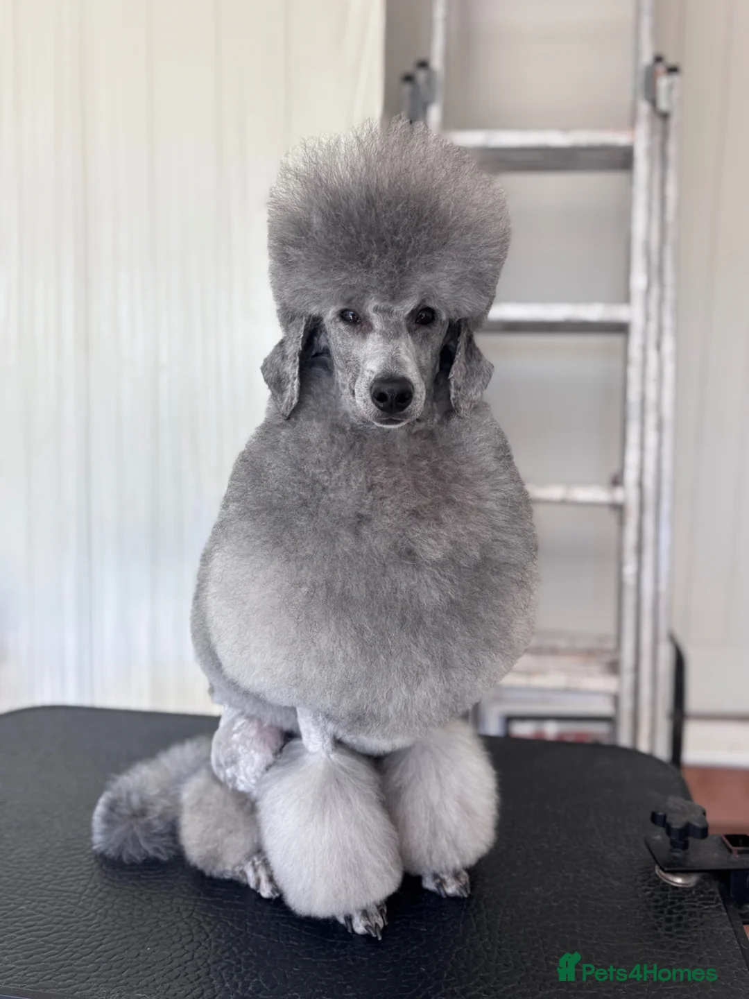 Miniature Poodle dogs for stud: 🧬KC miniature silver poodle STUD ONLY 🧬 - Advert 1
