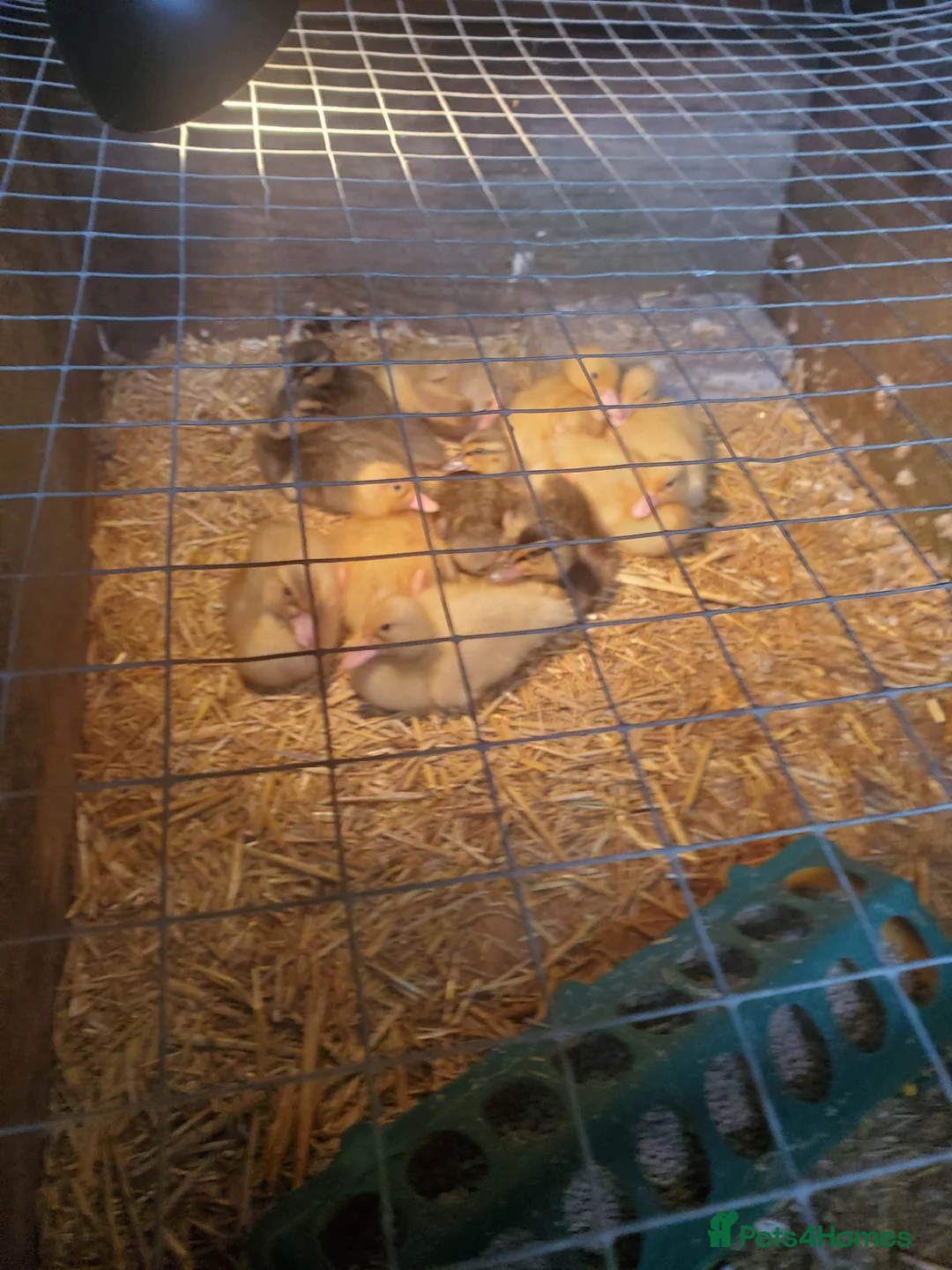 Ducks poultry for sale: Call ducklings unsexed 3 weeks old.  - Advert 3