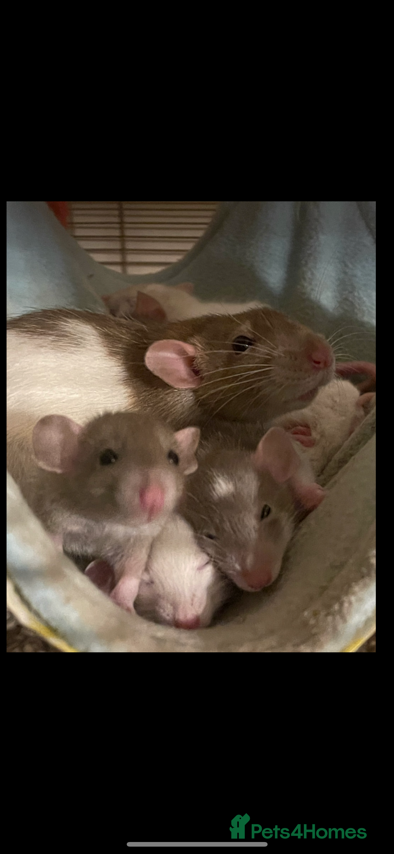 Rat rodents Baby rats looking for 5*homes only  - Advert 6