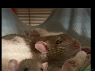 Rat rodents Baby rats looking for 5*homes only - Advert 13